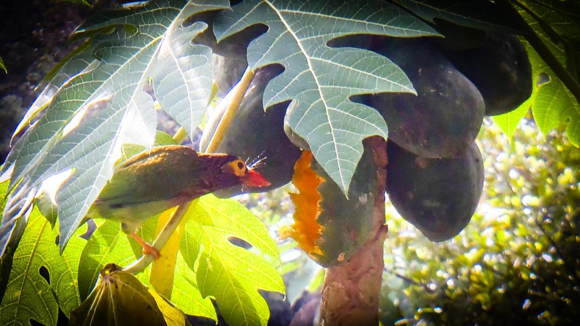 Singharaja Garden Agro Eco Lodge Pelawatta  Екстер'єр фото
