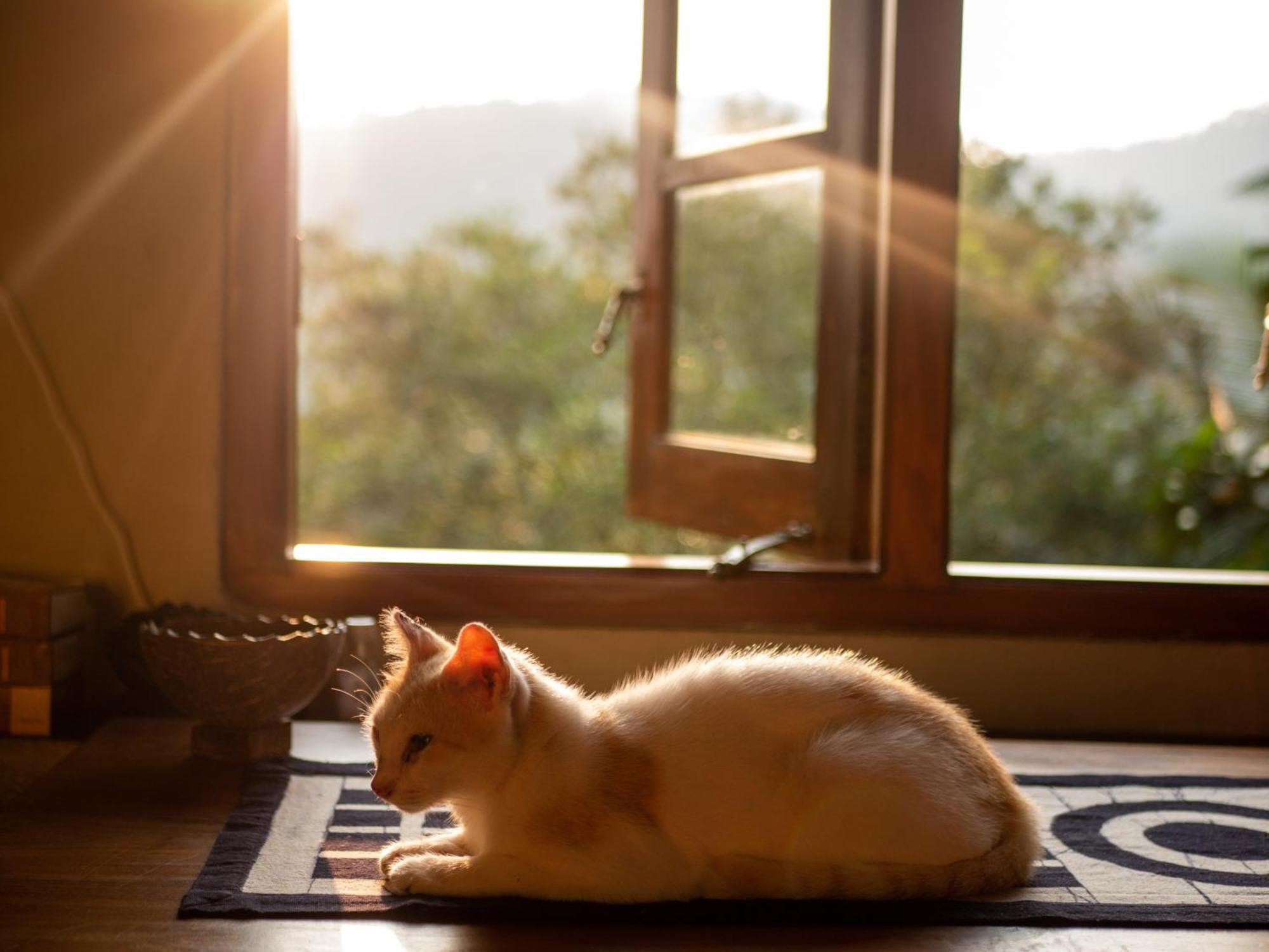 Singharaja Garden Agro Eco Lodge Pelawatta  Екстер'єр фото